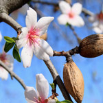 almondblossom