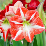 amaryllis