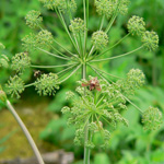 angelica
