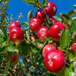 appletree