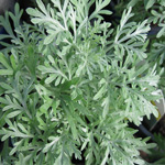 artemisia