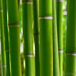 bamboo