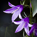 bellflower