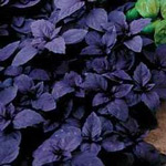 blackbasil