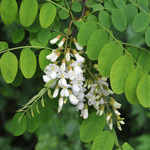 blacklocust