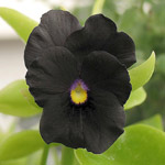 blackviolet