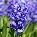 bluehyacinth