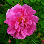 bulgarianrose