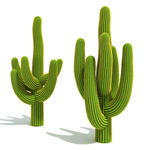 cactusjuice