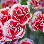 carnation