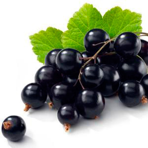 cassis