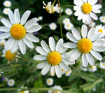 chamomile