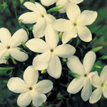 chinesejasmine