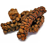 civet