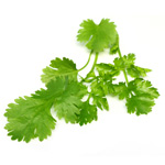 coriander