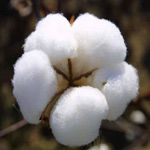 cottonflower