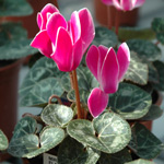 cyclamen