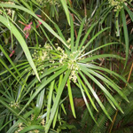 cyprioloilornagarmotha