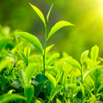 darjeelingtea