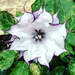 datura