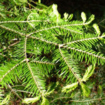 fir