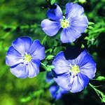 flax