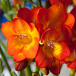 freesia