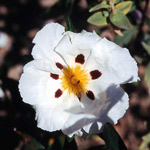 frenchlabdanum