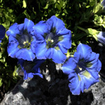 gentiana