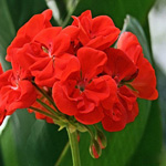 geranium