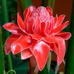 gingerflower