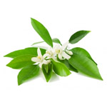 grapefruitblossom