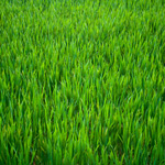 grass