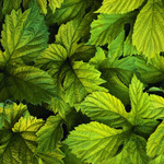 greenleaves