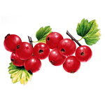hawthorn