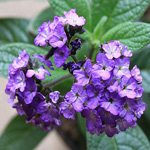 heliotrope