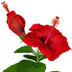 hibiscus