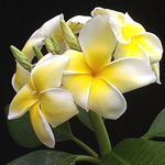 indianjasmine