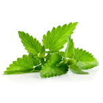 indonesianpatchoulileaf