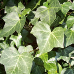 ivy