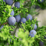 juniper