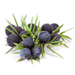 juniperberries