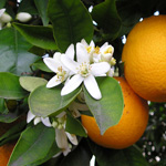 lemonblossom