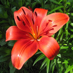 lily