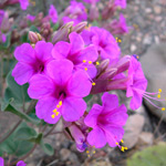 mirabilis