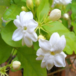 moroccanjasmine