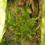 moss