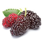 mulberry
