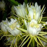 nightbloomingcereus