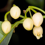 nutmegflower
